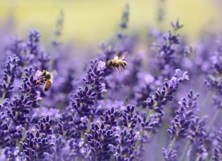 Jak dokarmiać pszczoły latem?